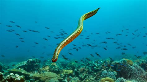 Extremely Venomous Sea Snake Kills Man In Australia Fox News