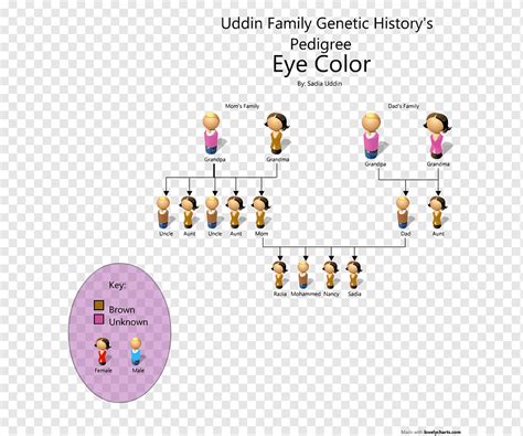Pedigree Chart Eye Color Genetics Eye Purple Blue Text Png Pngwing