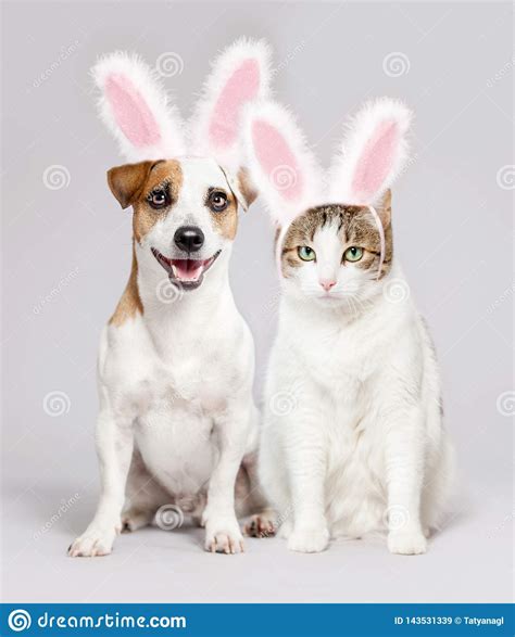 Cat And Dog Wearing Easter Bunny Ears Peeking Out Stock
