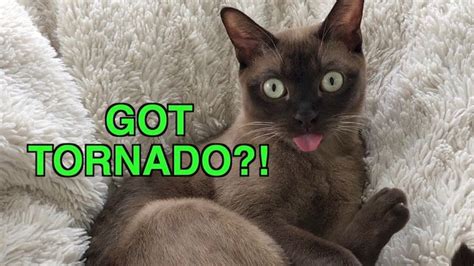 Tornado Siren Cat Reacts To Emergency Warning Alert System Siamese