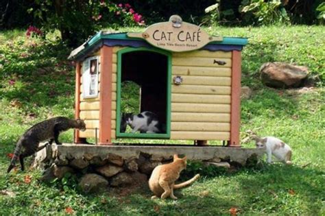 Outdoor cedar cat dog rabbit feral feeding station food shelter house. Prepare for Winter and Prep Community Cat Shelters