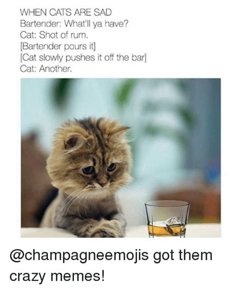 Yas Cat Memes