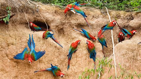 Rainbow Parrots Nest Wallpapers And Images Wallpapers Pictures Photos