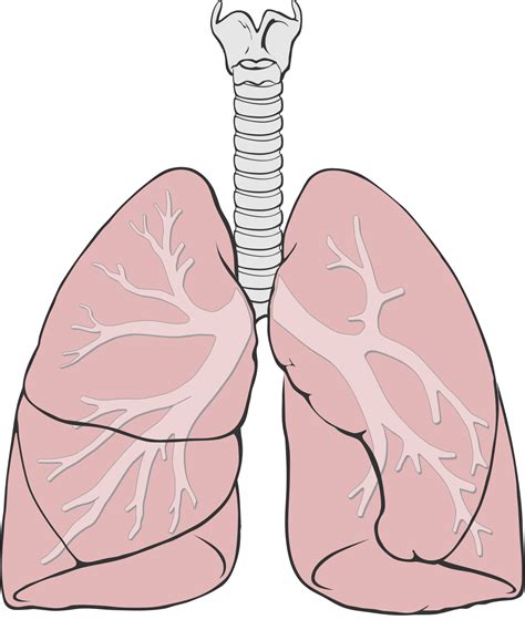 Pulmones Wikipedia La Enciclopedia Libre Lungs Drawing Anatomy