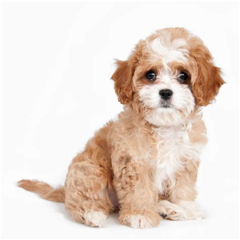 Everything About The Cavapoo Dog Breed Discover Cavapoo Coloring