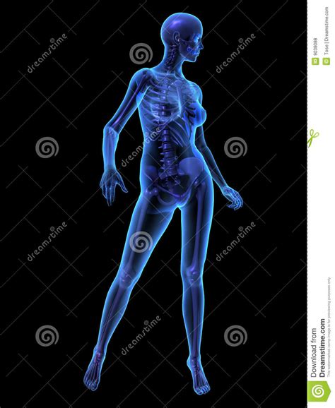 X-ray Illustration Of Female Human Body And Skelet Royalty Free Stock Photos - Image: 9038088