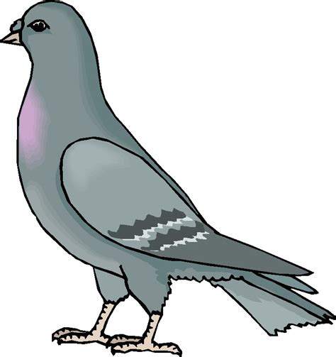 Pigeon Clipart Png Clip Art Library