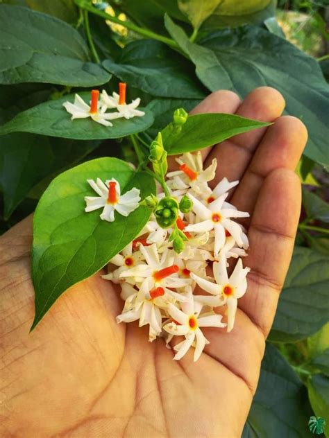 Har Singar Plant हरसिंगार पौधे का धार्मिक महत्व इसके चमत्कारी फायदे