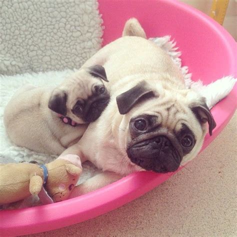 Pugsofinstagram On Instagram “this Is Why We Pugs Please Follow