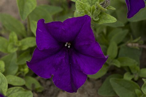 We did not find results for: Deep purple flower | Original, unedited picture. | Sami ...