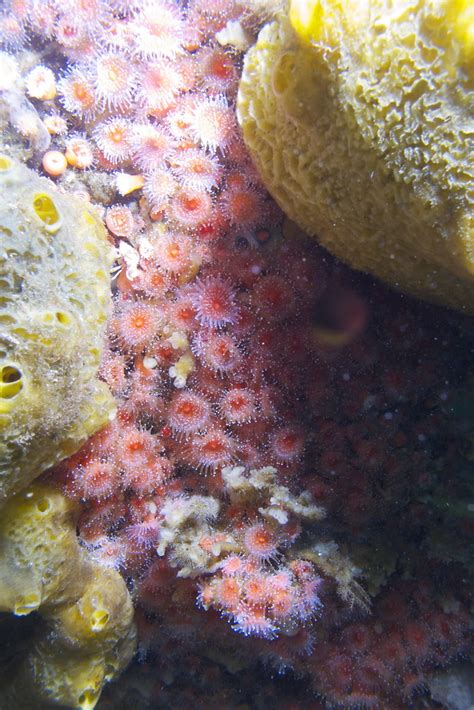 Orange Cup Coral And Sulphur Sponge Kathleenreed Flickr