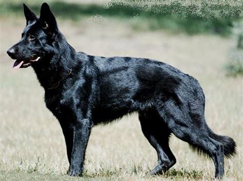 Fileblack German Shepherd Wikimedia Commons