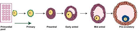 Follicle Development Stages