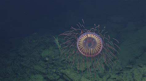 Watch This Stunning Video Of A Firework Jellyfish And Vampire Squid