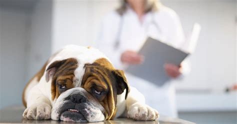 All You Need To Know About Liver Cancer In Dogs Symptomsand Treatment