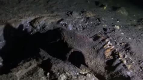 Bones Of Gorilla Sized Lemur Found In Underwater Graveyard Iflscience