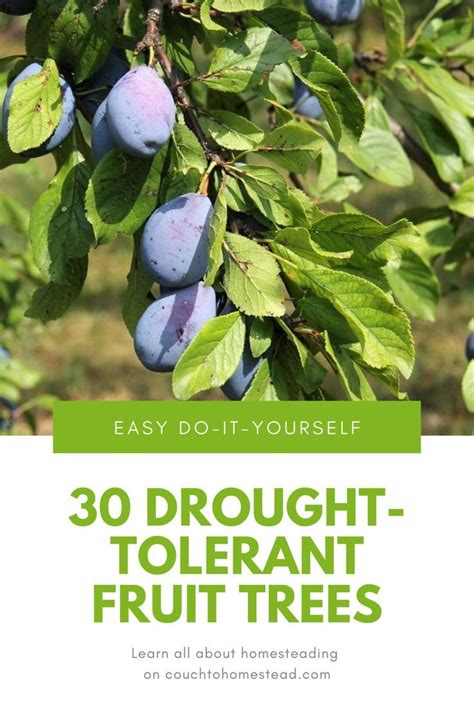 30 Best Drought Tolerant Fruit And Nut Trees Ranked Drought