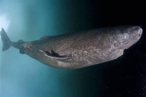 Der grönlandhai oder eishai (somniosus microcephalus) ist ein hai aus der ordnung der dornhaiartigen (squaliformes). Geschlechtsreif erst mit 150: Grönlandhaie werden mehr als ...