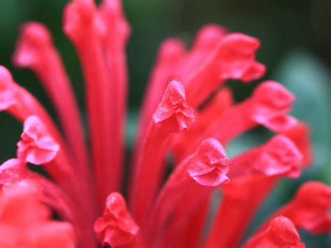 Free Images Flower Petal High Red Tropical Peninsula Garden