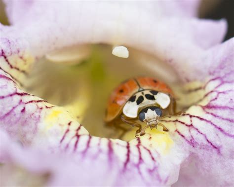 Ladybug | Shutterbug