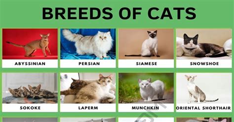 Cat Breeds Cat Breeds Cat Facts Cat Breeds Chart Photos