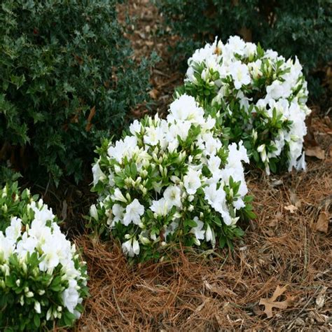 Rhododendron X Bloom A Thon White Azalea Siteone