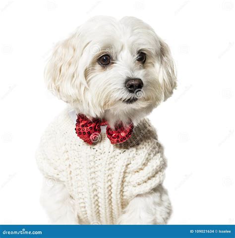 Maltese Dog In Bow Tie And Sweater Against White Background Stock Photo