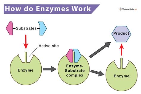 Enzyme Structure And Function