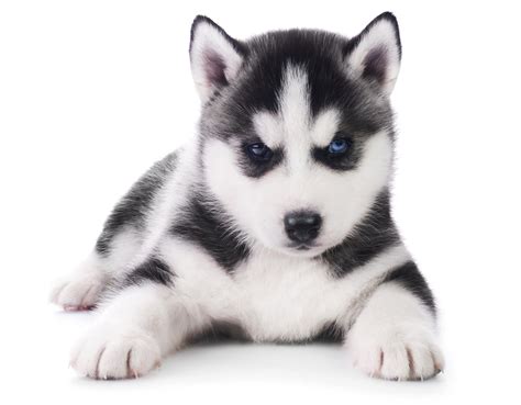 Fonds Decran Chien Chiot Husky Sibérien Animaux Télécharger Photo