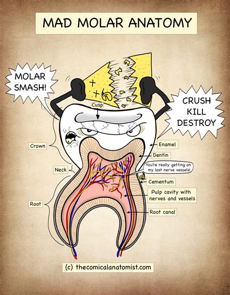 Anatomy Of Molar