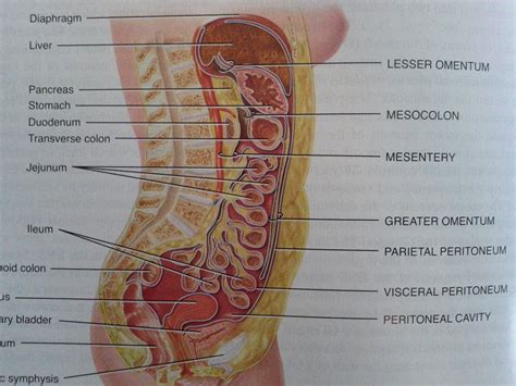 Accessory digestive organs include lesser omentum greater omentum myenteric nerve plexus protein digestion enzymes short chain fatty. Lymph, Respiratory, Digestive at Reading Hospital School ...