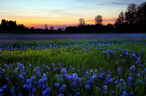 Download Sunset Spring Grass Field Landscape Blue Flower Flower Nature