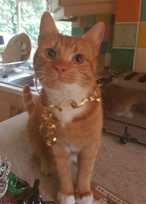 My Little Ginger Cat Celebrating His First Birthday In Style Aww