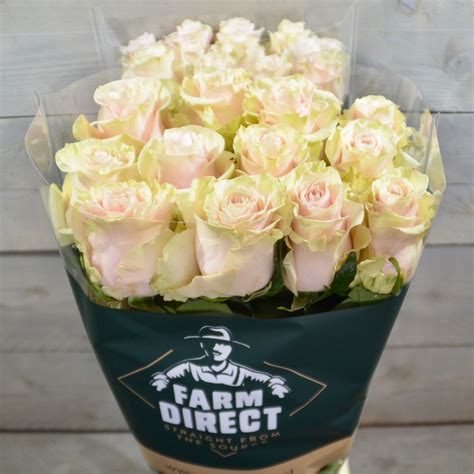 Pink Mondial Premium Rose Farm Direct Flowers