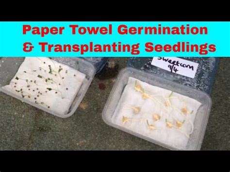 Keep the pots moist, but not wet. Paper towel method of seed germination & transplanting ...