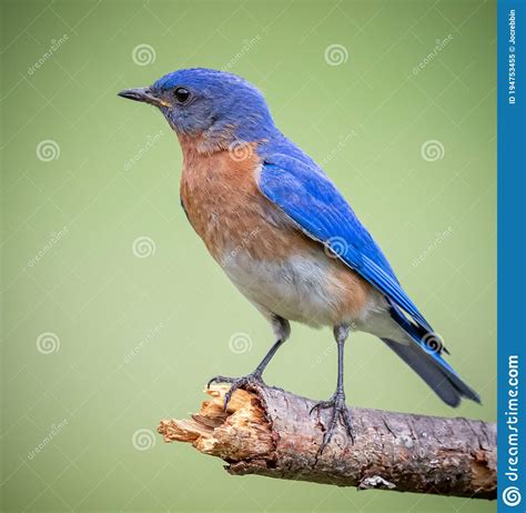 North Carolina Blue Bird Posing In A Left Facing Profile Stock Image