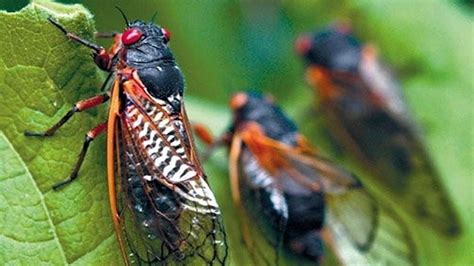 When And Where In Pennsylvania Will 17 Year Cicadas Emerge This Year