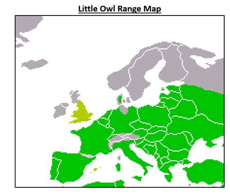 13 Owl Species That Live In Europe 2023 Bird Watching Hq