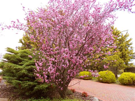 Name Of This Tree With Pink Flowers Trees Peach Leaves
