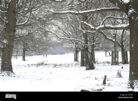 Richmond Park In The Snow Stock Photo Alamy