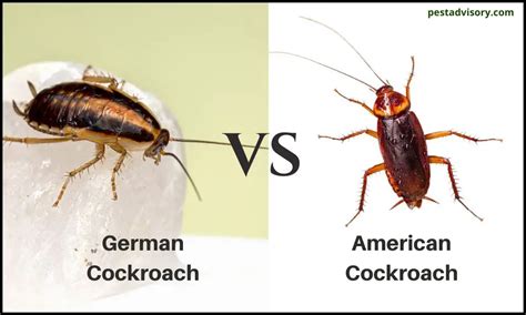 German Vs American Cockroaches Similarities Differences