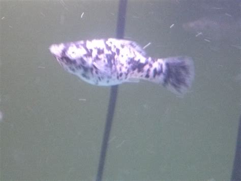 Mollies can grow to four inches long and need a lot more space than a 10g to live a decent quality of life, never mind if any fry survive, which, in this size tank, is not likely to happen, sorry to say. HELP!!!! Is My Dalmatian Molly Pregnant??!?? | My Aquarium ...