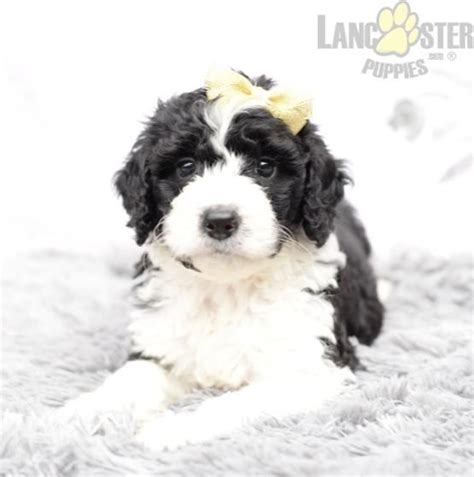 Puppy stars are extra special puppies with beautiful markings, gorgeous coat and that measure of quality that old time dog breeders called the look of eagles. Mia - Mini Bernedoodle Puppy for Sale in Millersburg, OH ...