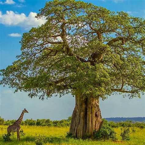 Plants In The Serengeti National Park Tanzania Safaris