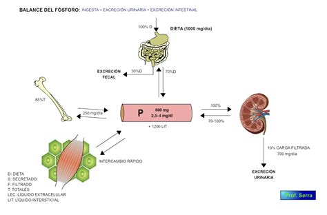 Metabolismo Del FÓsforo Webfisio