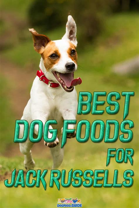 Best Dog Food For Jack Russells 2023 Review And Buyer Guide