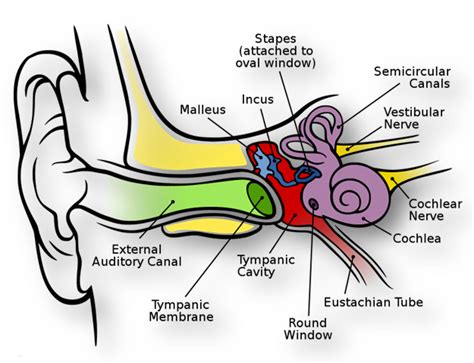 Special Senses Hearing Vetsci