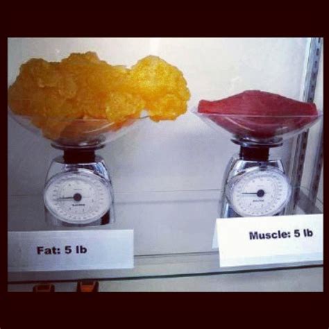 5 Lb Fat Vs 5 Lb Muscle Debate Kinesiologistsca Studio