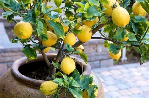 How To Grow Citrus Trees In Pots