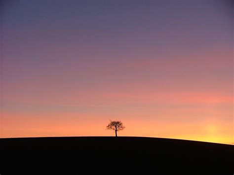 4k Lonely Tree Wallpapers Top Free 4k Lonely Tree Backgrounds